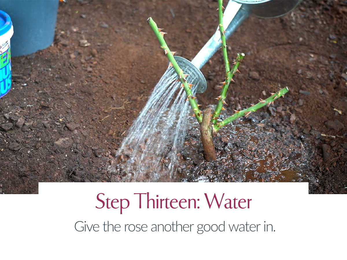 Planting A Bare Root Bush Rose